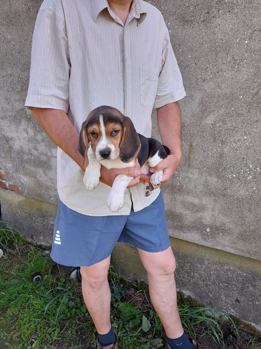 Beagle szczeniak tricolor