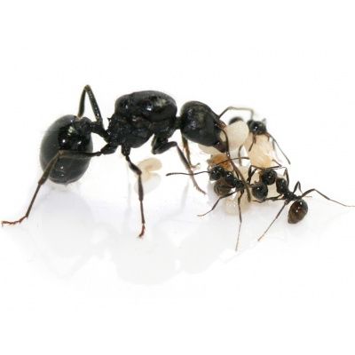 Мурахи Messor Muticus