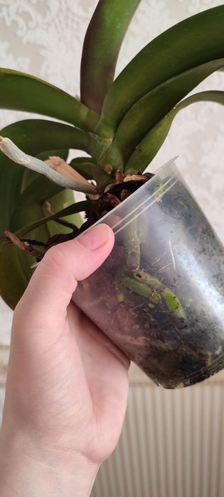 Орхідеї з кашпо колір невідомий