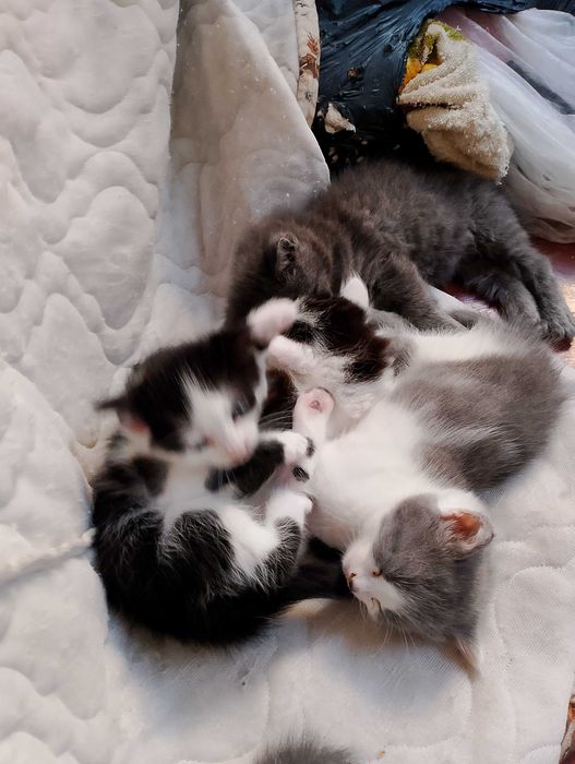 Віддам кошенят в добрі руки