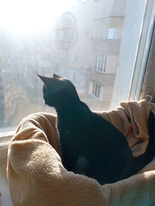 Шукаю власника кота