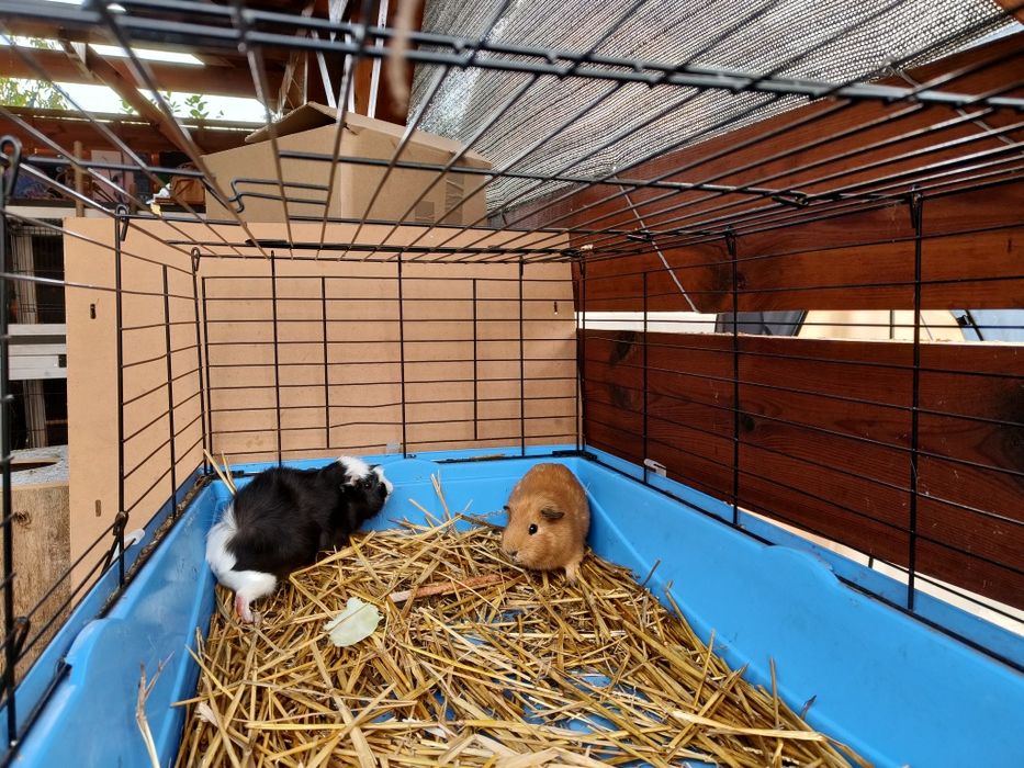 Świnki morskie samce