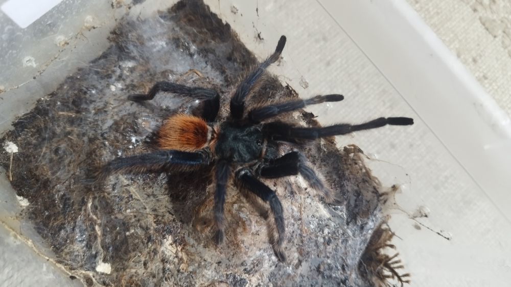 Chromatopelma Cyaneopubescens samiec