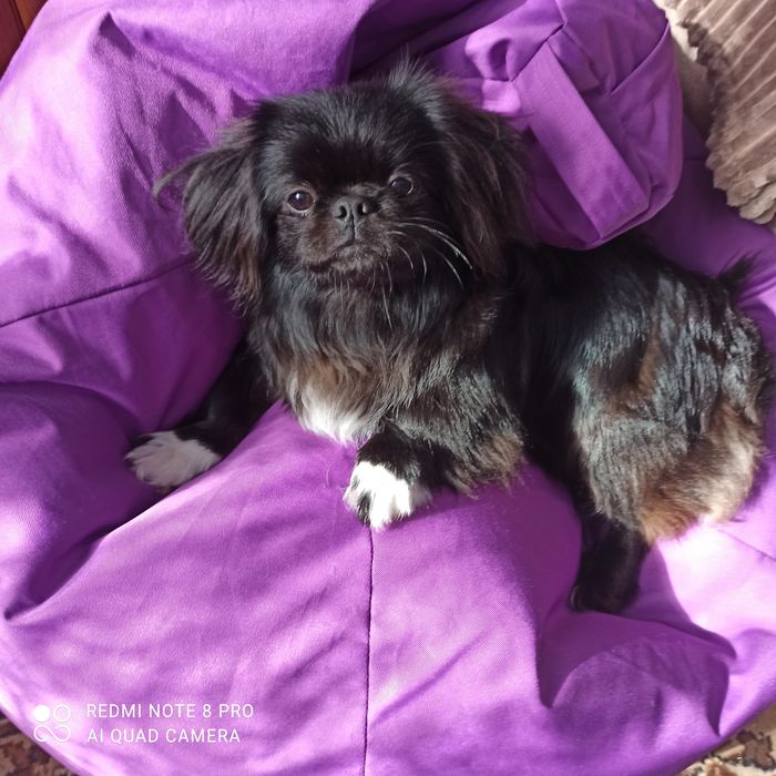 Вязка пикинеса 1