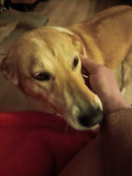 Szukam dobrego domu dla dwóch łagodnych suniek