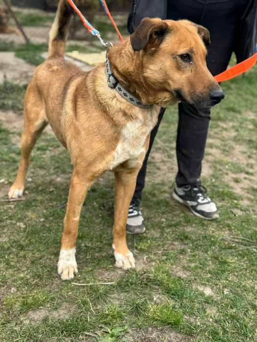 Wspaniały chłopak do adopcji