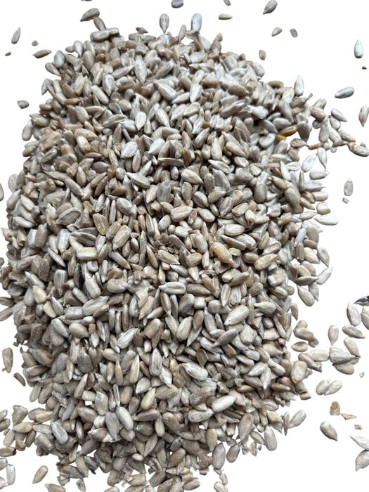 Słonecznik łuskany II gatunek 20 kg gratis Kolba tluszczowa