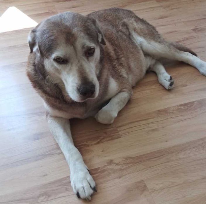 Zaginął pies Hektor, Mechnice k. Opola