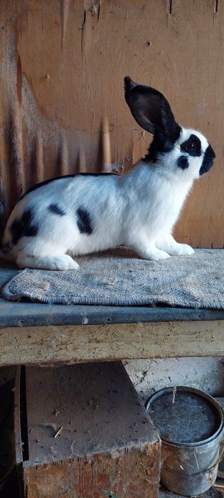 Samiec Srokacz OSC z rodowodem