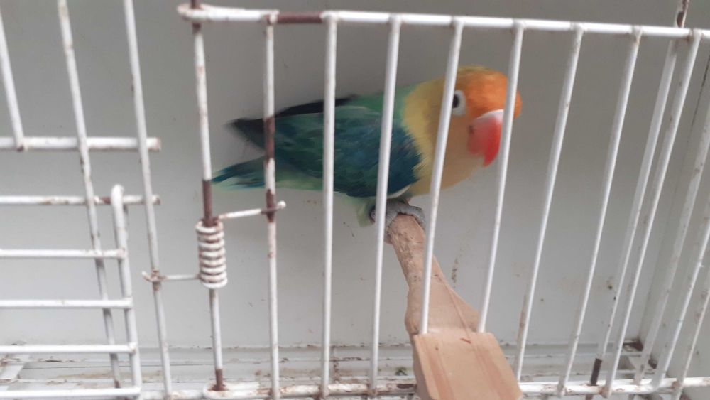 Agapornis Fischers casal