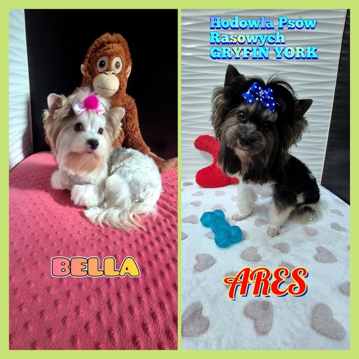 Piesek yorkshire terrier biewer maleńki