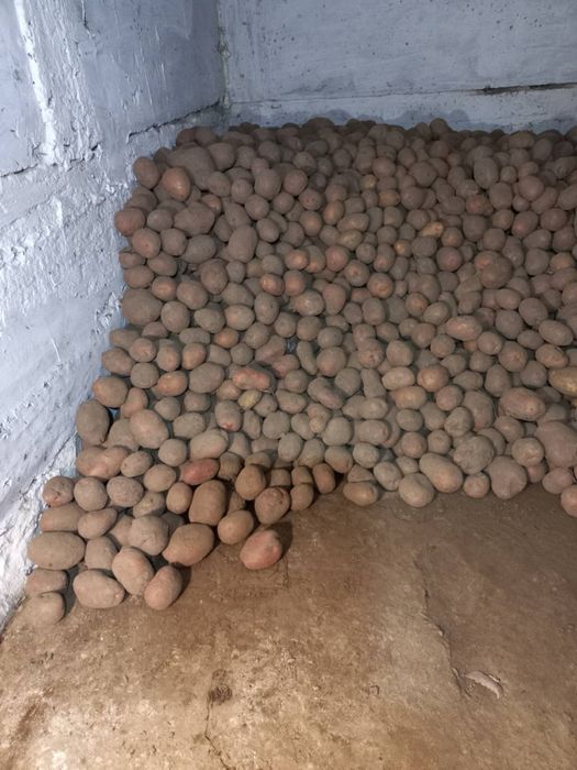 Продам хорошу картоплю