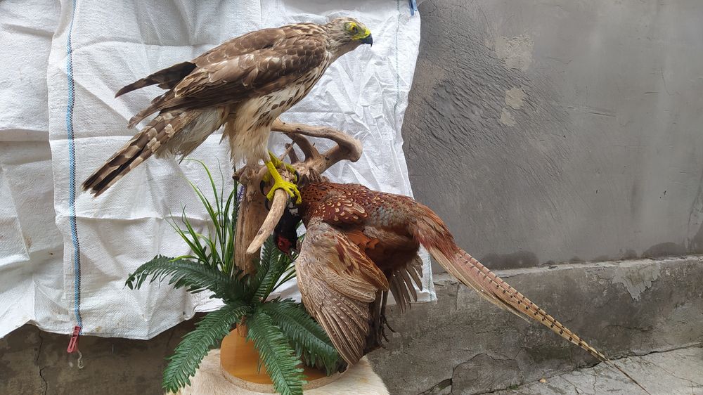 Чучело ястреба тетеревятника композиция