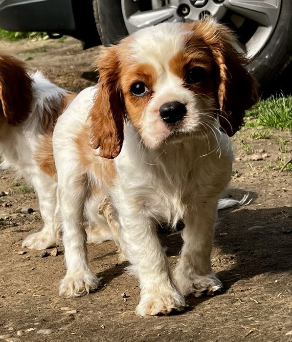 Cavalier King Charles Spaniel suczka ZKwP/FCI