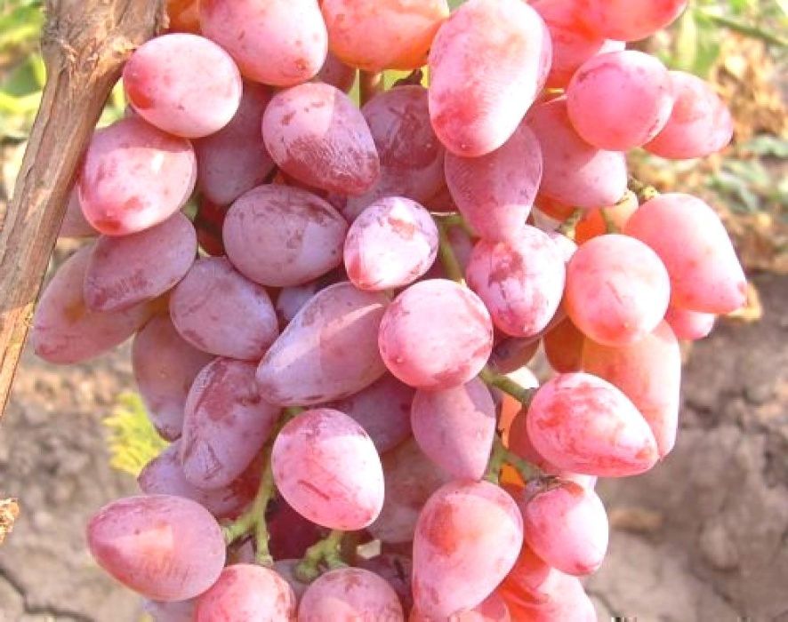 Sadzonki Winogrona 2,5 letnie 50 cm Owocujące Deserowe i na Wino!