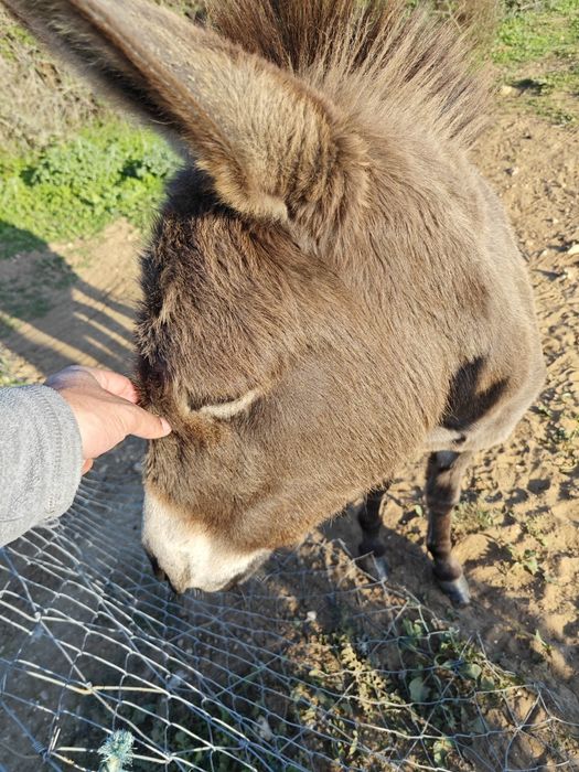 Vendo burrinha 3anos