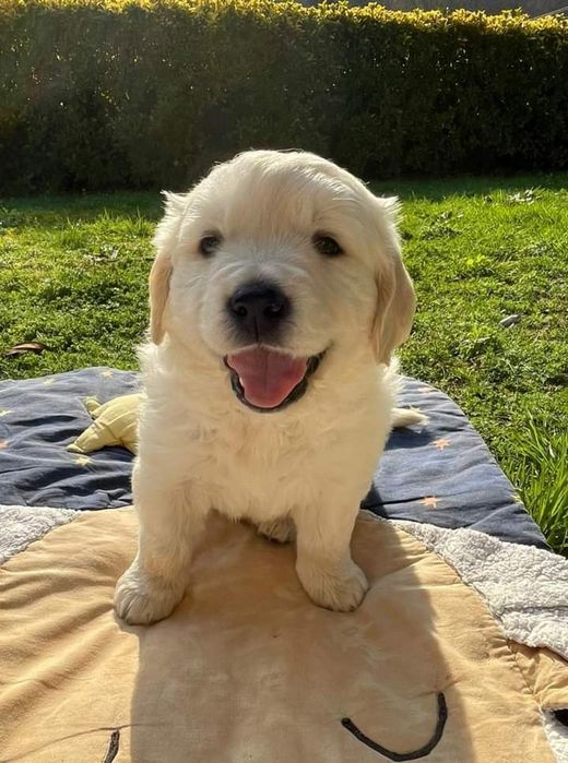 Golden Retriever de ótima linhagem