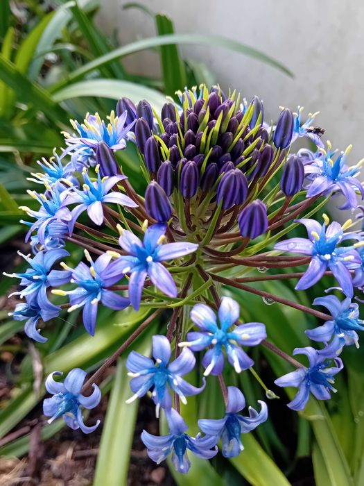 Scilla Peruviana