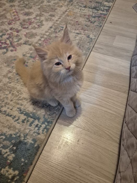 Maine coon 2 ostatnie kocurki