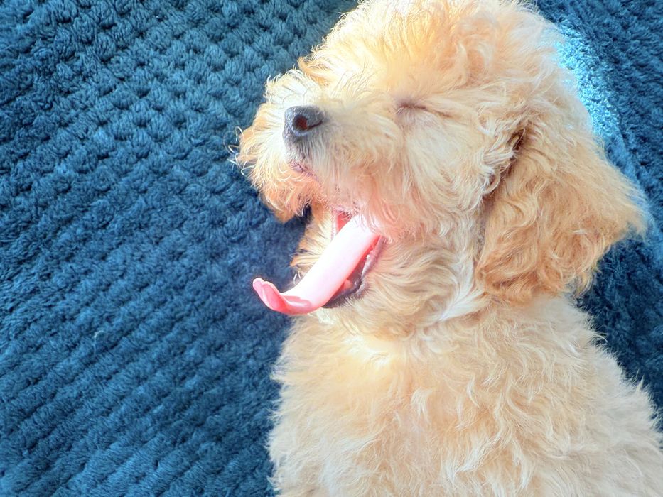 MALTIPOO F1B  po pudlu Toy - suczka