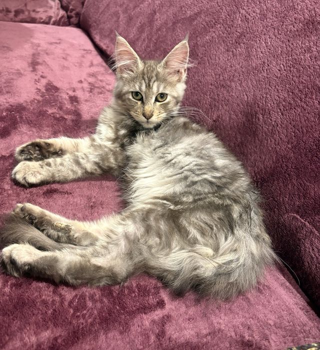Gotowy do odbioru MAGIC piękny czarny  kocurek maine coon TICA