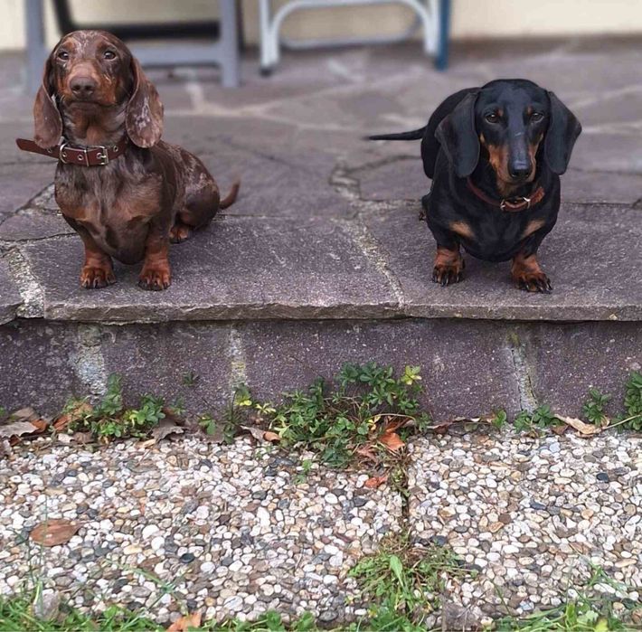 Класна дитинка такси з хорошою генетикою