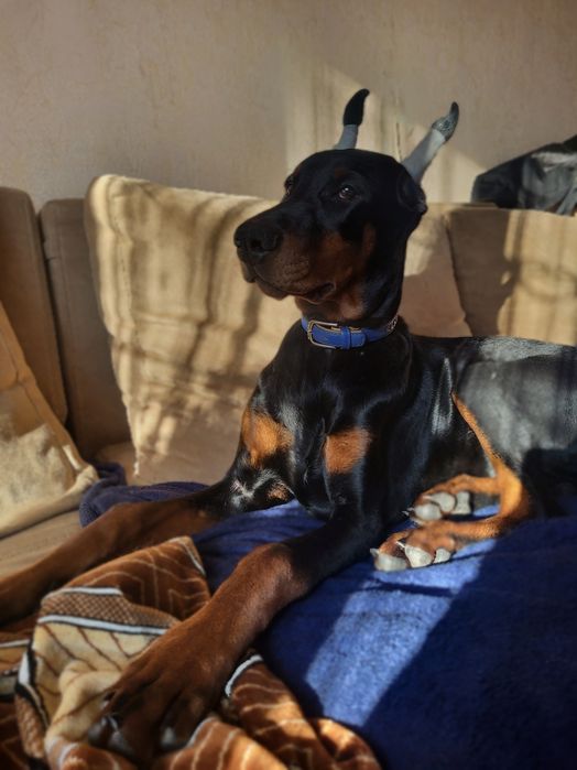 Дівчинка доберман