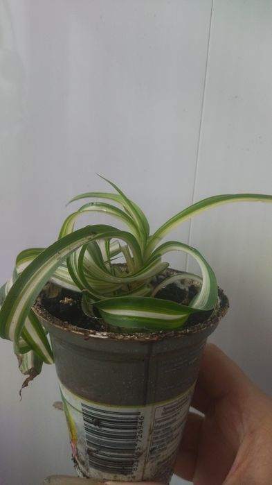 Рослина кімнатна