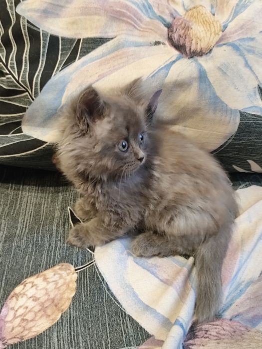 Британські кошенята