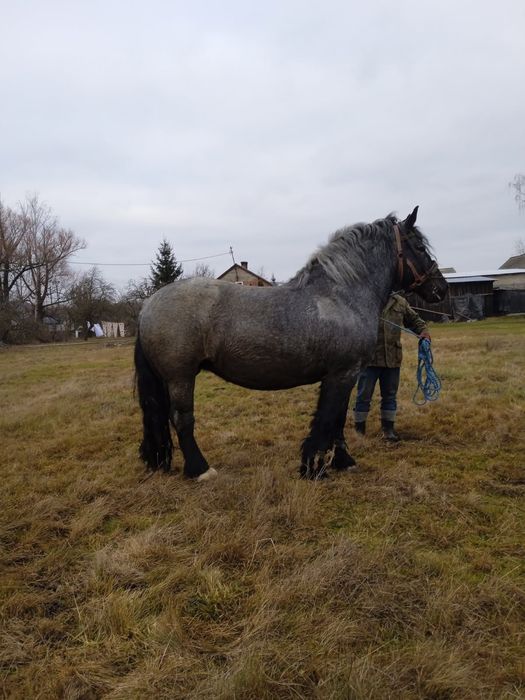 Sprzedam klacz zimnokrwistą