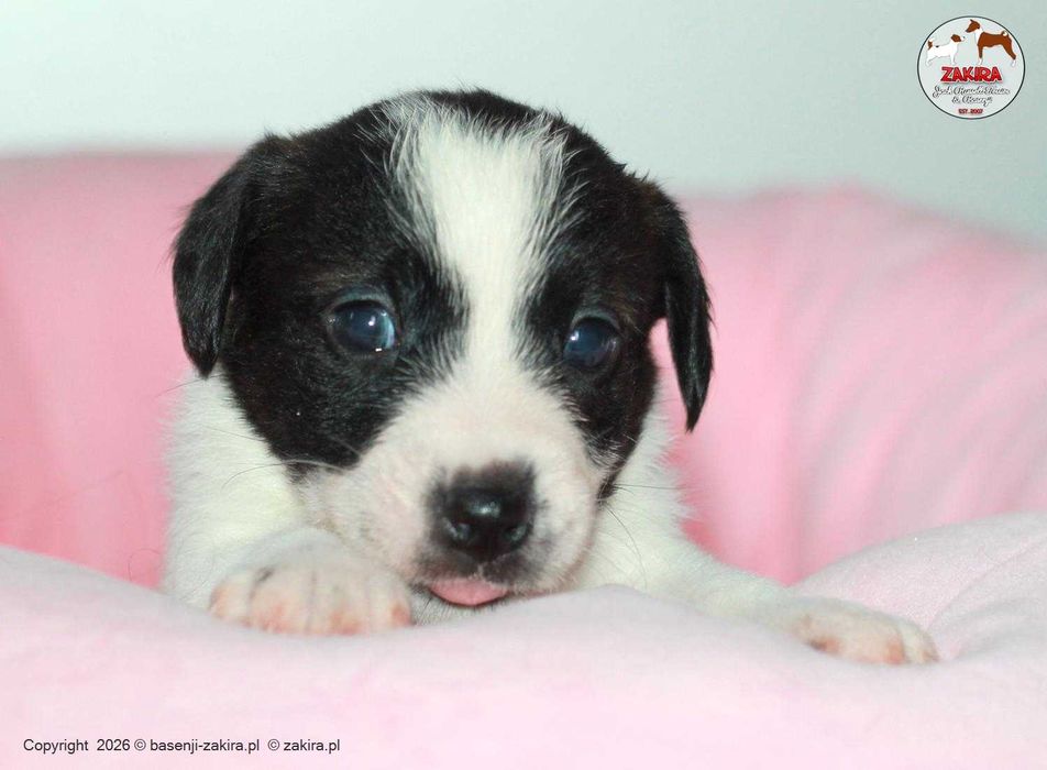 Jack Russell Terrier ZKwP| ZAKIRA FCI | SUCZKA gotowa do odbioru