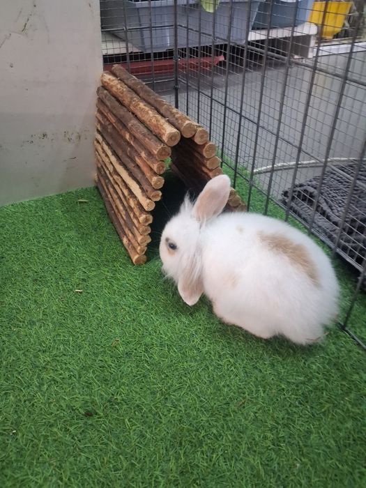 Coelho anão  com 4 meses