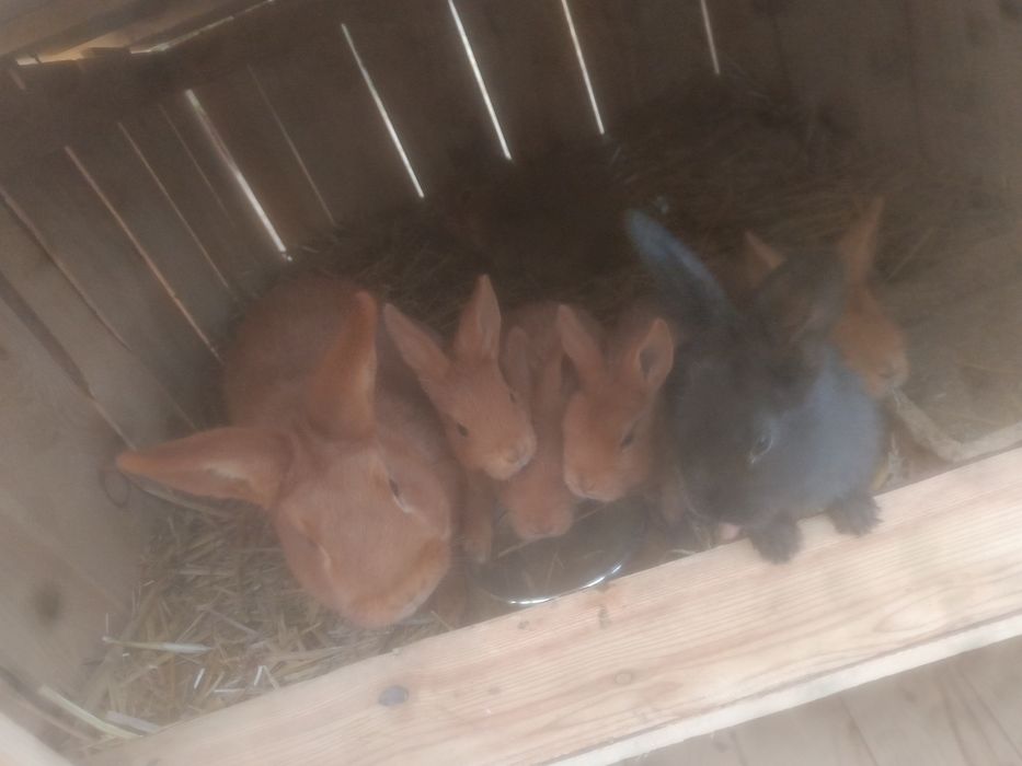 Miot króliki nowozelandzkie