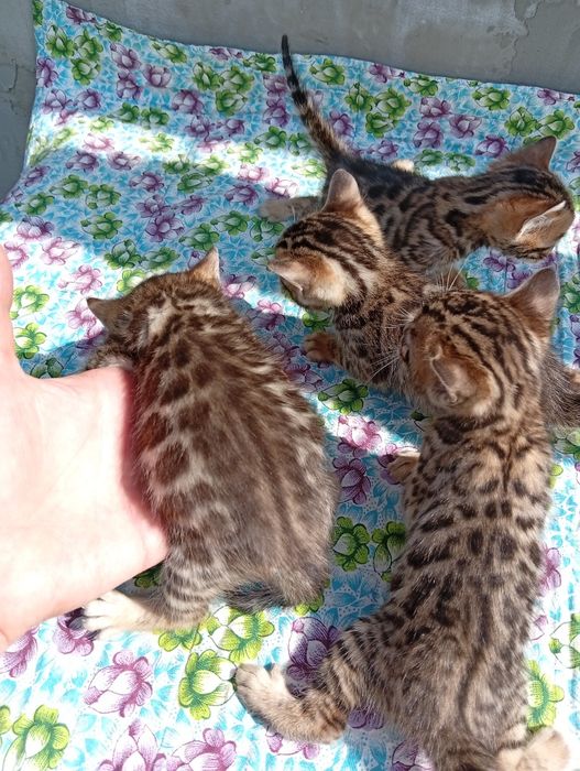 Бенгальские котята