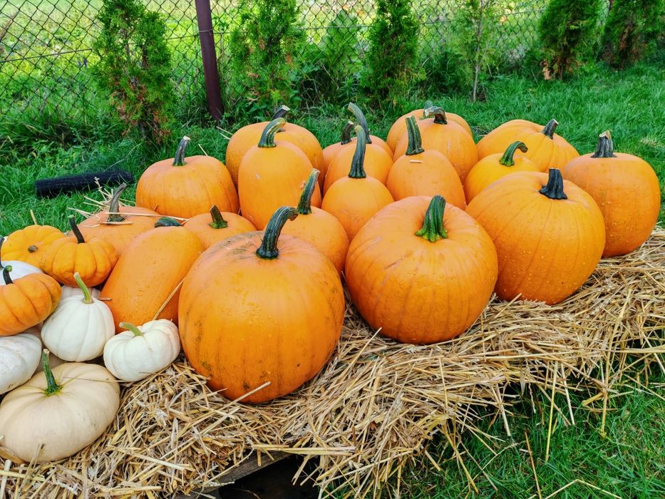 Dynia Tarnobrzeg Halloween Hokkaido Baby Boo Piżmowa