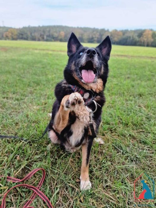 Cudny seniorek - wdzięczny, mądry, oddany - to ostatnia chwila na dom