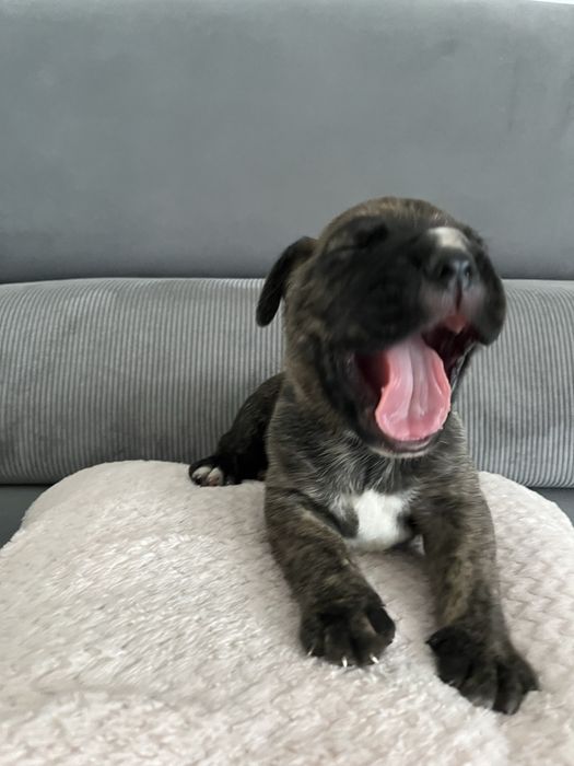 Cane Corso Italiano
