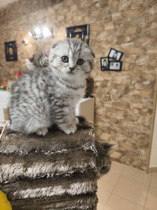 Gatinha Scottish fold