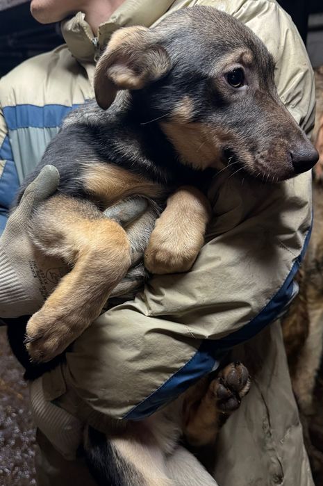 szczeniaczki kundelki