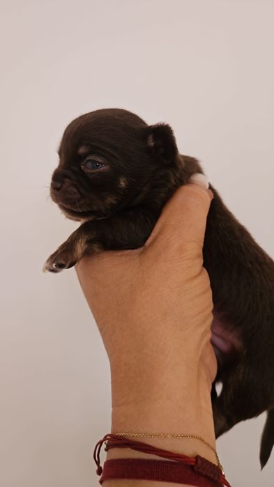 Przepiękny  czekoladowy chłopczyk chihuahua