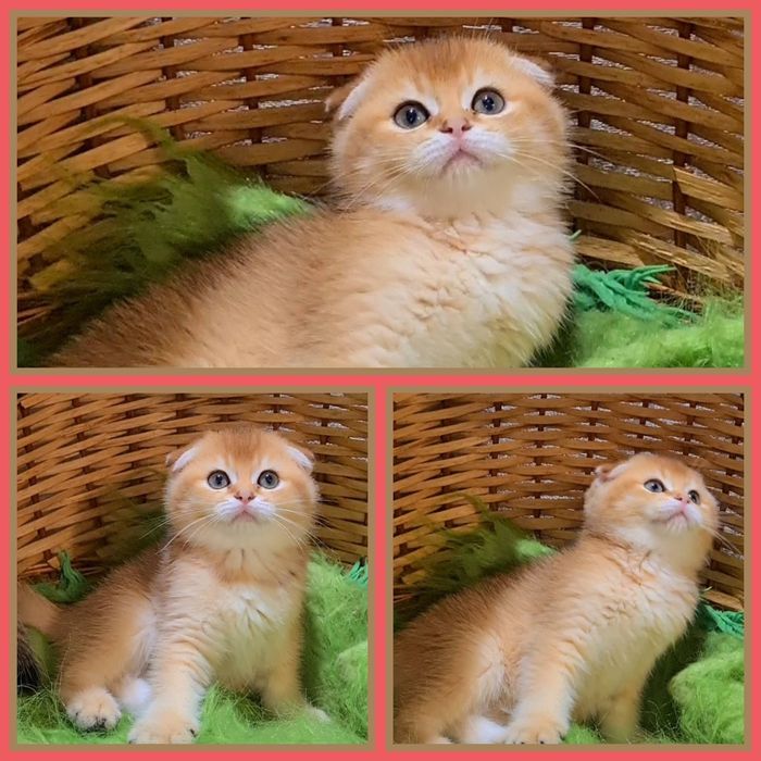 Класнючий малыш золотая шиншилла