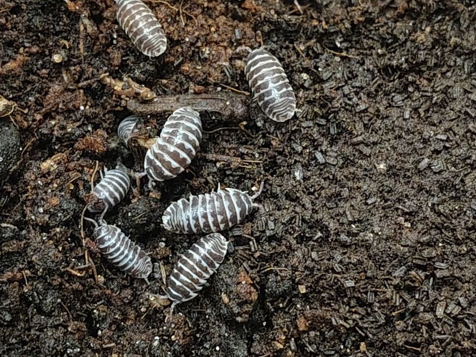 Armadillidium maculatum zebra