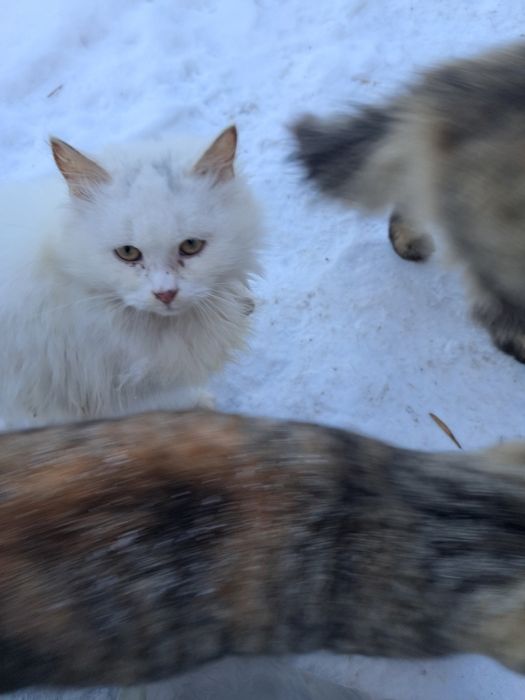 Котики безкоштовно