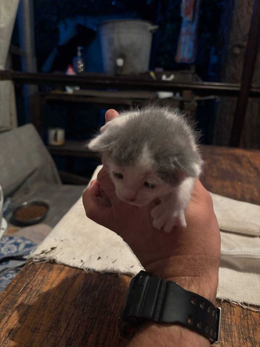 Кошеня в добрі руки
