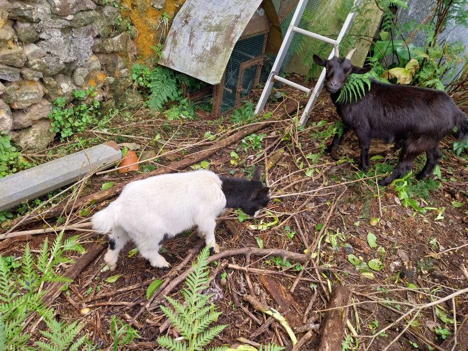 Cabrito anão 1 ano