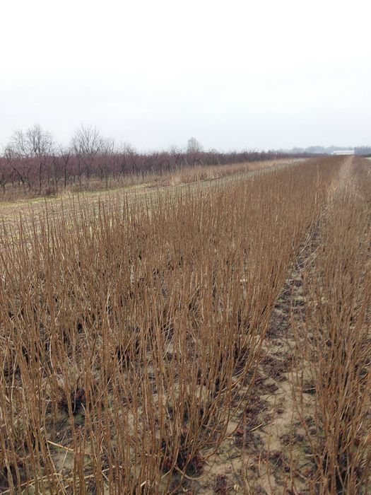 Sztobry, zrazy,  pędy - porzeczka czarna  różne odmiany, ukorzeniane