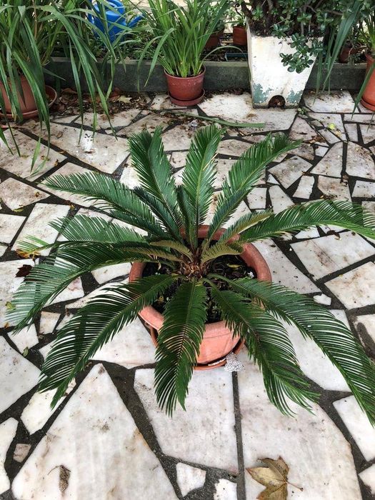 Cicas varios tamanhos