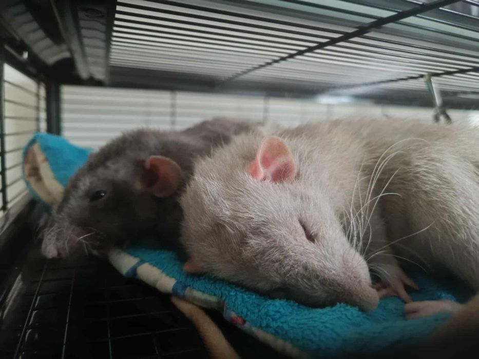 Sprzedam szczury z klatką i wyposażeniem