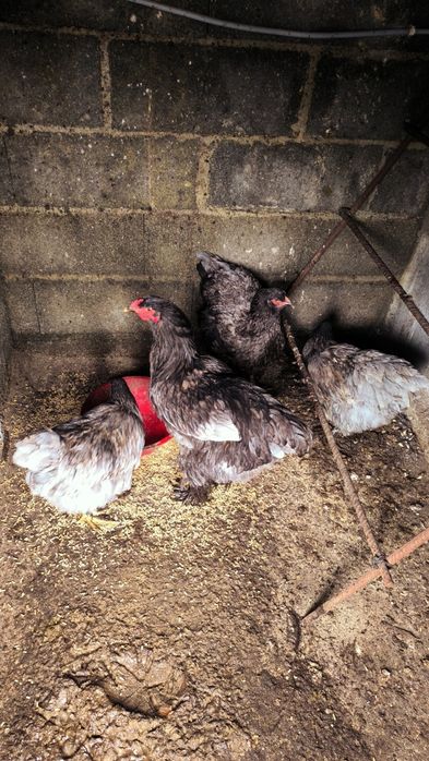 Vende-se Brahmas com 11 meses:Buff, Azul, Splash, Preta.