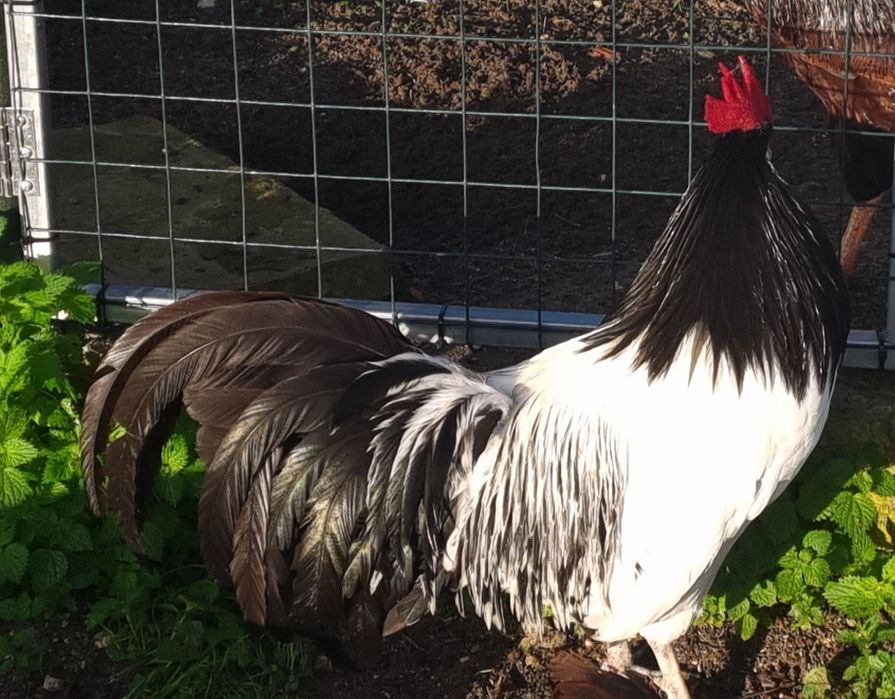 Lakenvelder por reserva